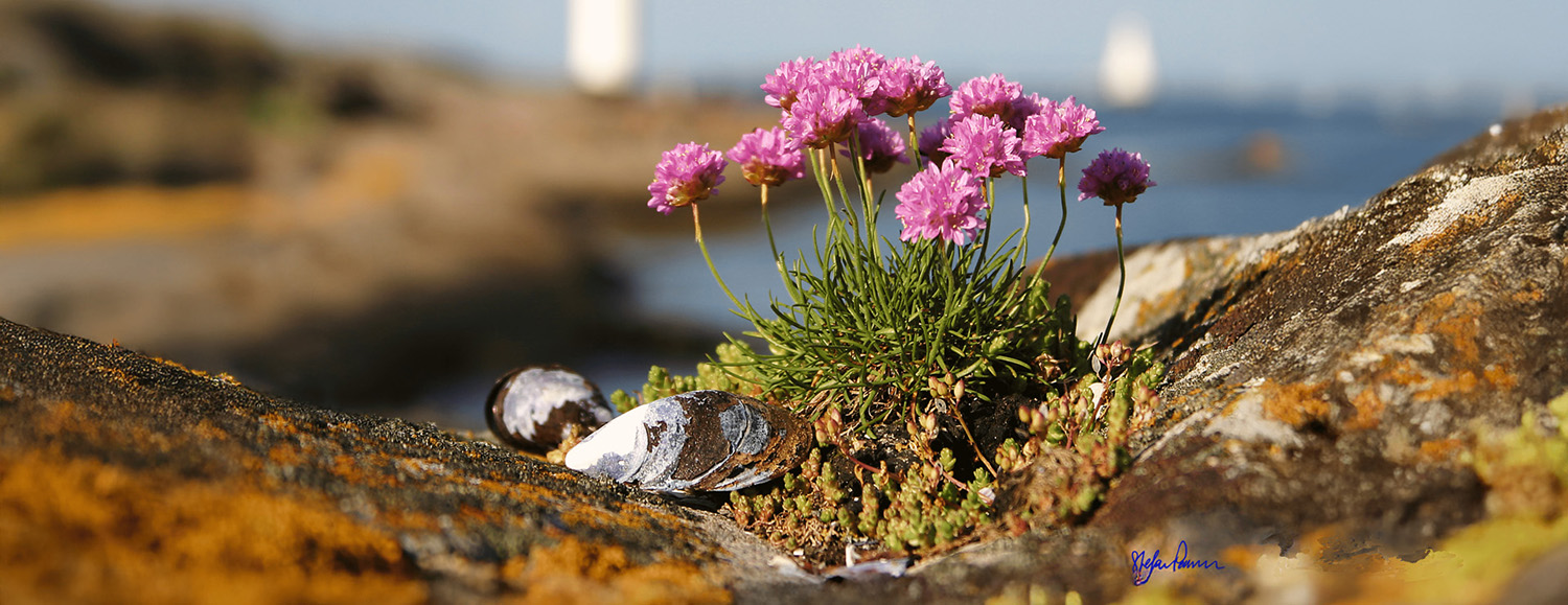 blommor-musslorlowhight